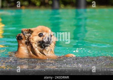 Der pommersche Hund schwimmend im grünen Pool am Nachmittag mit Wasserspritzern. Stockfoto