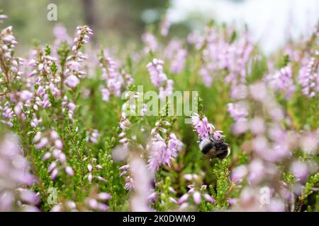 Hummel ernährt sich vom Nektar einer fliederrosa Heide. Insekten bestäubt die blühende gemeine Calluna vulgaris im Wald. Stockfoto