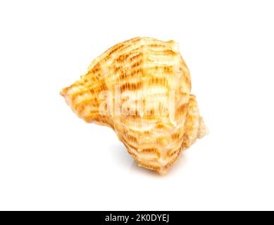 Bild von Muschelrapana rapiformis auf weißem Hintergrund. Unterwassertiere. Muscheln. Stockfoto