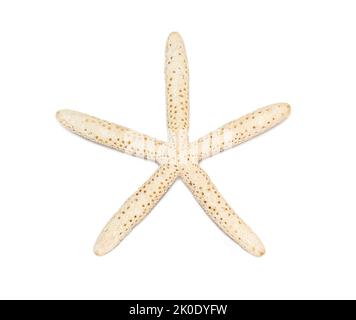 Bild von weißen Fingerstarfish isoliert auf weißem Hintergrund. Seesterne. Unterwassertiere. Muscheln. Stockfoto
