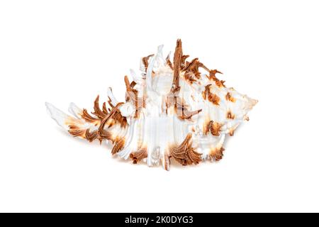 Bild von chicoreus ramosus Murex auf weißem Hintergrund. Muscheln. Unterwassertiere. Stockfoto