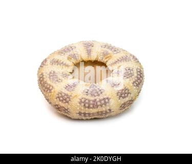 Bild von Seeigel Shell auf weißem Hintergrund. Muscheln. Unterwassertiere. Stockfoto