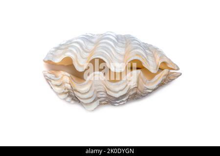 Bild von Muschelmuscheln mit Perlmuscheln auf weißem Hintergrund. Unterwassertiere. Muscheln. Stockfoto