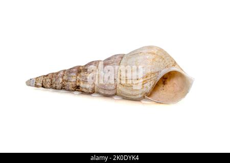 Bild von Rhinoclavis aspera ist eine Art von Meeresschnecke, einer Meeresschnecke aus der Familie der Cerithiidae, die auf weißem Hintergrund isoliert ist. Unterwasserani Stockfoto