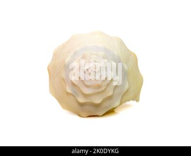 Bilder einer spiralförmigen weißen Muschelschale auf weißem Hintergrund. Unterwassertiere. Muscheln. Stockfoto