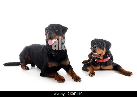 Zwei Rottweiler vor weißem Hintergrund Stockfoto