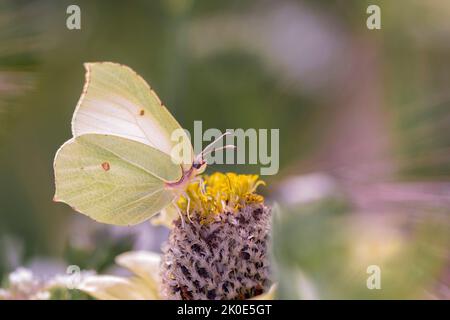 Zitronenfalter - Gonepteryx Rhamni saugt Nektar mit seinen Proboscis aus der Blume Eines Gelben Zinnia - Zinnia elegans Stockfoto