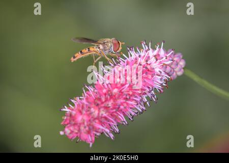 Grove Hoverfly - Episyrphus balteatus auf Sanguisorba - Garten Wiesengras Stockfoto