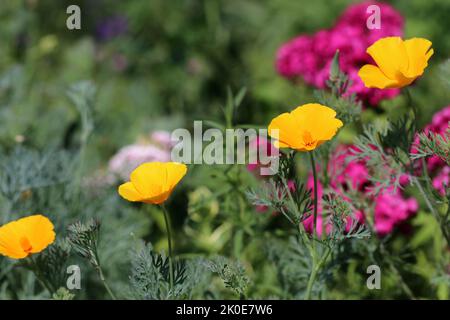Blühende kalifornische Mohnblumen (Eschscholzia Californica) auf dem Blumenbeet. Selektiver Fokus. Stockfoto