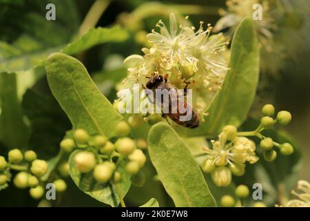 Linden Blumen auf schwarzem Hintergrund. Eine Biene, die Nektar sammelt. Stockfoto