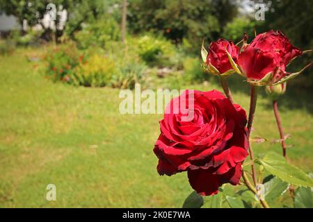 Rote Rosenblüte auf unscharfem Hintergrund. Selektiver Fokus. Speicherplatz kopieren. Landschaftsgestaltung. Stockfoto