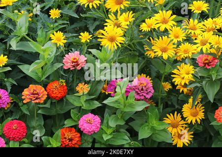Blumenbeet mit bunten Blumen Stockfoto