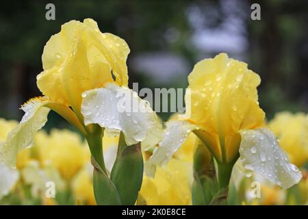 Hellgelbe blühende Iris auf einem verschwommenen Hintergrund mit Regentropfen. Iris mit Tropfen bedeckt. Farbenfrohe Pflanzen. Stockfoto