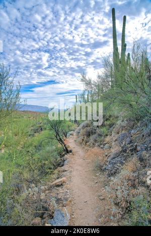 Wanderweg am Sabino Canyon State Park in Tucson, Arizona. Enger Fußweg inmitten der Wüstenwildnis gegen den wolkigen Himmel. Stockfoto