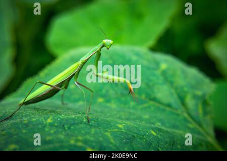 Einzelnes grünes Mantis-Insekt, das auf einem großen Blatt steht Stockfoto