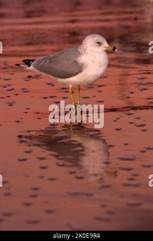 Eine einige Möwe ruht auf einer launischen Küste, als die Sonne untergeht. Stockfoto