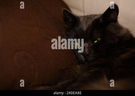 Die grauenhafte Katze streckte seine Pfoten nach vorne. Inländisches faules Kitty mit halbgeschlossenen grünen Augen liegt auf dem Sofa Stockfoto