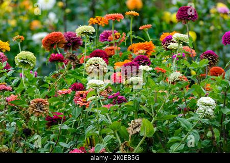 DEU, Deutschland, Nordrhein-Westfalen, Ruhrgebiet, Essen, 09.09.2022: Dahlien in einem Garten im Essener Süden Stockfoto