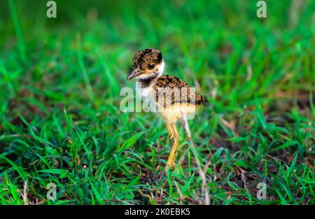 Kleines Küken mit rotwattled Lapwing, Vanellus indicus mit Kopierraum Stockfoto