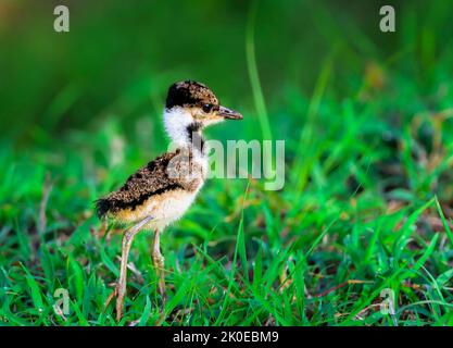 Kleines Küken mit rotwattled Lapwing, Vanellus indicus mit Kopierraum Stockfoto