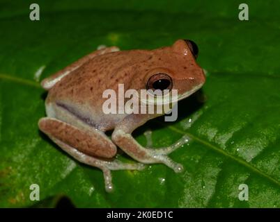 Brauner Frosch auf einem Blatt; winziger Frosch; niedlicher froggy; farbenfroher Frosch im Wald auf einem Blatt; Pseudophilautus asankai aus Knuckles Sri Lanka; Stockfoto