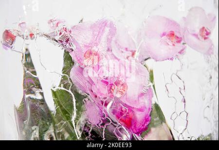 Gefrorene rosa Orchideen im Eisblock Stockfoto