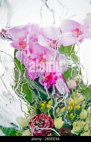 Gefrorene rosa Orchideen im Eisblock Stockfoto