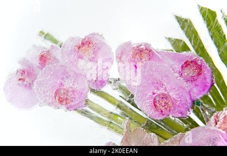 Gefrorener rosa Orchideenstrauß im Eisblock Stockfoto