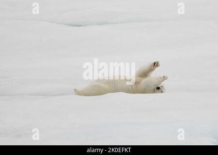 Eisbär auf dem Meereis in Beaufort Sea, Nunavut, Kanada. Stockfoto