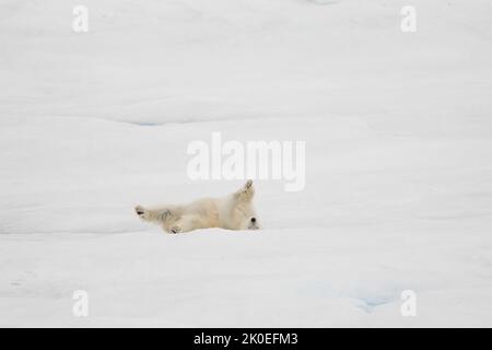 Eisbär auf dem Meereis in Beaufort Sea, Nunavut, Kanada. Stockfoto