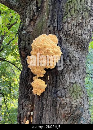 Laetiporus sulfureus auf einem Baumstamm. Gelbklammerpilz, auch bekannt als Holzkrabbe, Schwefelpolypore, Schwefel-Regal oder Huhn-aus-Holz Stockfoto