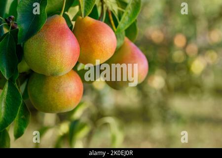 Birnen auf Ast im Garten mit grün verschwommenem Hintergrund Stockfoto
