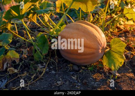Orangefarbener Kürbis, der im Garten bei Sonnenschein wächst Stockfoto