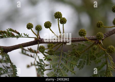 Gelbe Blüten eines akazienkörbs Stockfoto