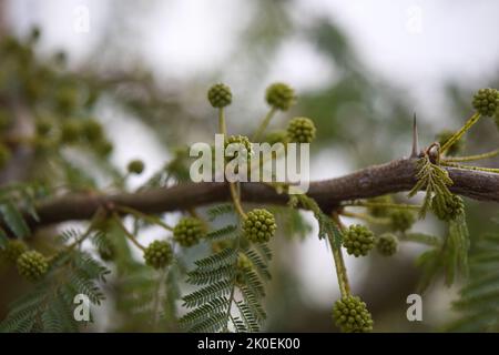 Gelbe Blüten eines akazienkörbs Stockfoto