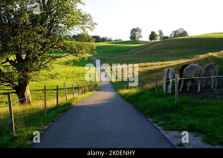 Eine Straße, die durch die grünen Wiesen des Alpentales im Allgau führt, Bayern mit den Alpen im Hintergrund (Nesselwang, Deutschland) Stockfoto