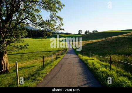 Eine Straße, die durch die grünen Wiesen des Alpentales im Allgau führt, Bayern mit den Alpen im Hintergrund (Nesselwang, Deutschland) Stockfoto