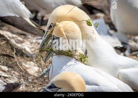 Nordganets bringen einige Kräuter für das Nest. Bonaventure Island, vor der Küste von Perce, Gaspe Peninsula, Quebec, Kanada Stockfoto