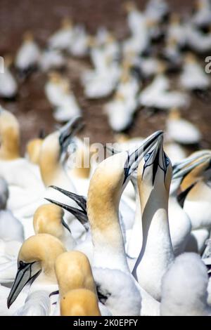 Nordgannets Kolonie (Morus bassanus) auf Bonaventure Island, vor der Küste von Perce, Gaspe Peninsula, Quebec, Kanada. Zwei Vögel küssen sich Stockfoto