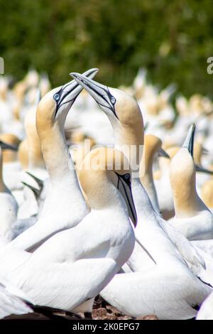 Nordgannets Kolonie auf Bonaventure Island, vor der Küste von Perce, Gaspe Peninsula, Quebec, Kanada Stockfoto