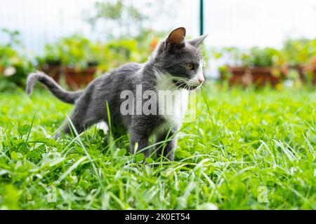 Eine kleine graue Katze, die im Gras steht und in die Ferne blickt, sieht mutig und stolz aus Stockfoto