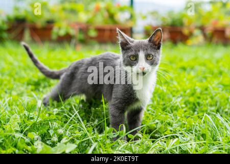 Eine kleine graue Katze steht im Gras Stockfoto