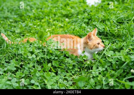 Eine kleine Ingwerkatze liegt im Gras, beobachtet und ist bereit anzugreifen Stockfoto