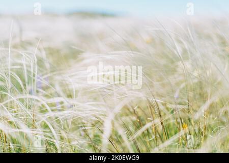 Ein Feld aus Federgras schwankt im Wind aus nächster Nähe Stockfoto