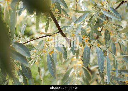 Stilvolle Olivenbaum Bluten Fallen Ab Bilder