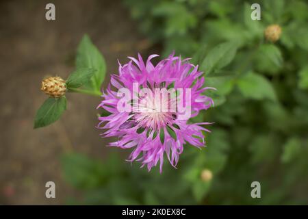 Persische Kornblume. Pseuhellus dealbatus, die persische Kornblume oder Weißwasch-Kornblume. Diese Pflanze ist in der Türkei beheimatet, aber sie wird weit verbreitet a kultiviert Stockfoto