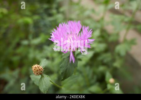 Persische Kornblume. Pseuhellus dealbatus, die persische Kornblume oder Weißwasch-Kornblume. Diese Pflanze ist in der Türkei beheimatet, aber sie wird weit verbreitet a kultiviert Stockfoto