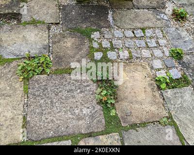 Pflanzen, die zwischen Pflastersteinen unterschiedlicher Größe wachsen und auf einer alten Terrasse liegen. Stockfoto