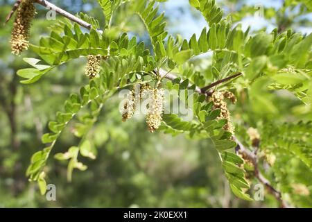 Selektiv junge Blätter von gleditsia triacanthos auf den Baum konzentrieren, die Honigheuschrecke, auch als Honigheuschrecke bekannt ist ein Laubbaum in der Familie F Stockfoto