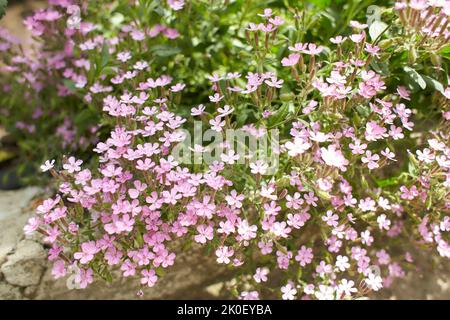 Blühendes Steinseifkraut, Saponaria ocymoides. Saponaire de Montpellier - mehrjährige Blüten. Stockfoto